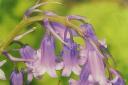 Bluebells are the nation's favourite flower