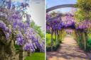 Wisteria season is upon us and south east London has some Instagram worthy locations where you can spot it this month.