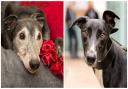'Scooby' (left) has been at the kennel since 2011 when he stopped racing aged 4. 'Fred' (right) was rehomed through the charity last year. Photo: Helen Baldwin