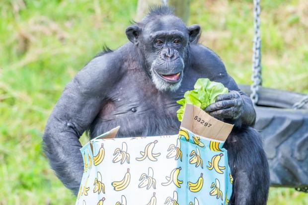 Lizzie the chimp unwraps her birthday presents