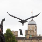 VIDEO AND PICTURES: Ravens at the Tower of London trained to deliver DVDs